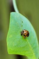 Asian lady beetle in pupal stage during metamorphosis to adult photo