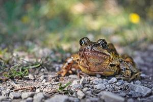 Frog sitting on the forest floor photo