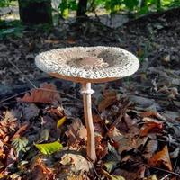 Mushroom growing on the forest floor photo