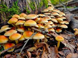 Bunch of yellow mushrooms growing on a dead tree stump photo