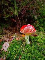 Toadstool mushroom on mossy forest floor photo