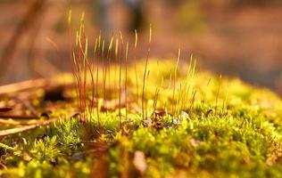 First spring shoots of moss in the forest Close up fresh moss Polytrichum commune Macro photo natural background