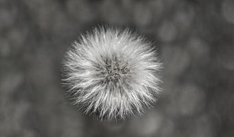 Small white fluffy dandelion on a gray background. Black and white photo. Copy space photo