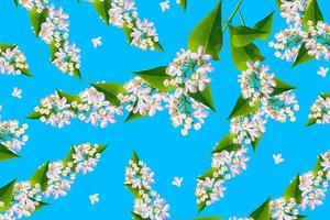 spring flowers lilac isolated on blue background. photo
