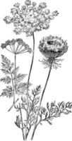 Wild Carrot vintage illustration. vector