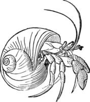 Hermit Crab, vintage illustration. vector