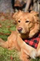 Sleepy Toller Dog Resting in the Warm Sunshine photo