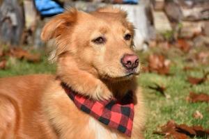 Toller With a Pink Nose and a Plaid Bandana photo