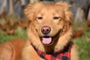 Squinting and Smiling Toller Dog in the Spring photo