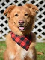 Adorable Toller Dog with a Little Pink Tongue photo