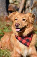 Beautiful Golden Toller Dog Resting on a Fall Day photo