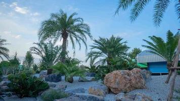 A small garden with coconut trees small stones and large edibles allocated to look attractive Under the clear sky good weather photo