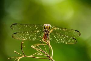 Dragonfly standing on a beautiful tree branch on a green background photo