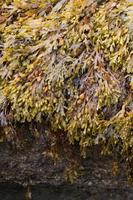 Backgrounds. Natural pattern with algae on a rock. France photo