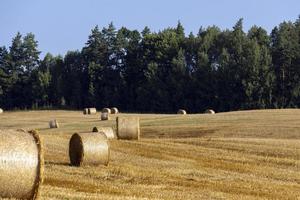 Straw stack after harvesting grain in the field photo