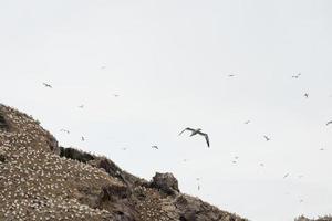 Colony of northern gannet in Brittany, France photo