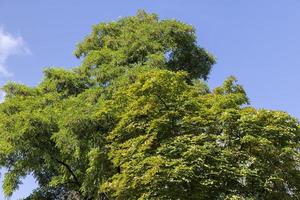 Trees in a mixed forest in summer photo