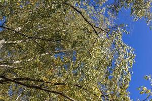 Birch grove with tall birch trees in autumn photo