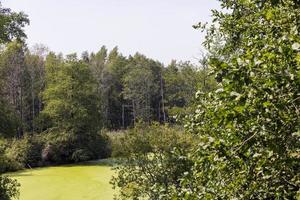 Swampy terrain with plants in summer photo