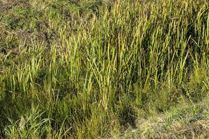 A small ditch with reeds and other plants photo