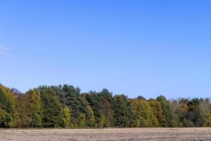 Autumn forest with trees during leaf fall photo