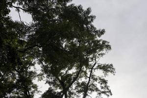 Different trees growing together in the forest photo