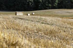 Straw stack after harvesting grain in the field photo