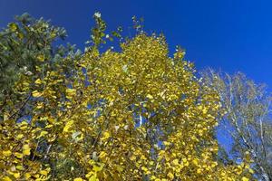 Birch grove with tall birch trees in autumn photo