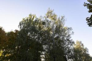 bosque de abedules con árboles de follaje amarillo y verde foto