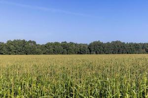 un gran número de plantas de maíz en verano foto