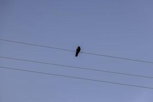 cables de alto voltaje con pájaros foto