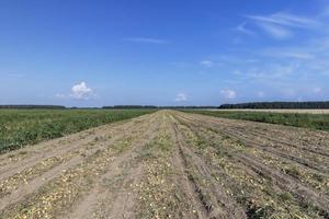 un campo con una cosecha de cebolla madura durante la cosecha de alimentos foto