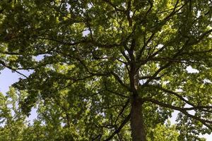 Forest with different trees in summer photo