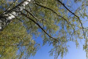 Birch grove with tall birch trees in autumn photo