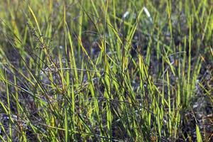 Green grass with a lot of damage and defects photo