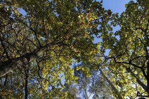 Oak tree in autumn leaf fall in sunny weather photo