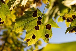 follaje del árbol de arce en otoño foto