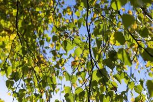 Birch forest with trees with yellow and green foliage photo