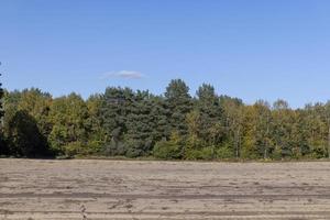 Autumn forest with trees during leaf fall photo