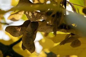 árbol de arce durante la temporada de otoño foto