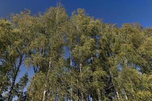 Birch grove with tall birch trees in autumn photo