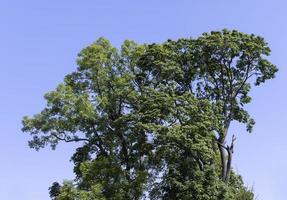 Trees in a mixed forest in summer photo