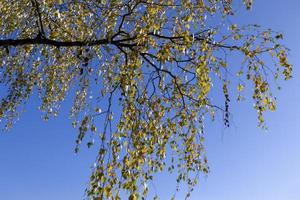 sunny autumn weather in a birch forest with a blue sky photo