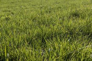 field with grass for harvesting fodder for cows photo