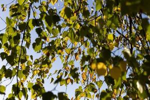 Birch forest with trees with yellow and green foliage photo