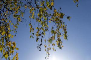 Birch forest with trees with yellow and green foliage photo