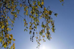 bosque de abedules con árboles de follaje amarillo y verde foto