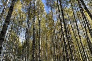 bosque de otoño con un gran número de abedules foto