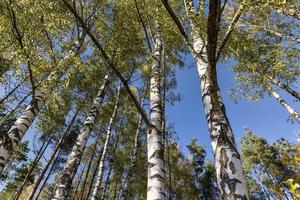 Birch grove with tall birch trees in autumn photo