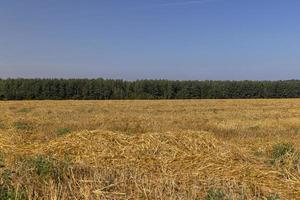 A field with cereals in the summer photo